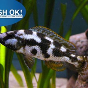 (PTL69148) HAPLOCHROMIS LIVINGSTONII