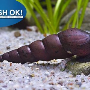 (PTL6916006) FAUNUS SNAIL
