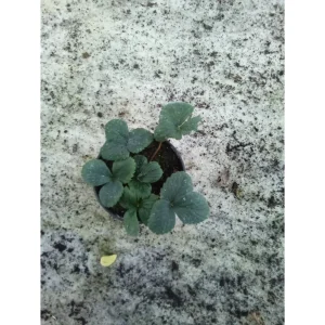 Fragola unifera bianca Pianta biologica