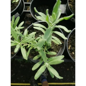 Lavandula Hidcote Blue Strain – lavanda dal colore intenso