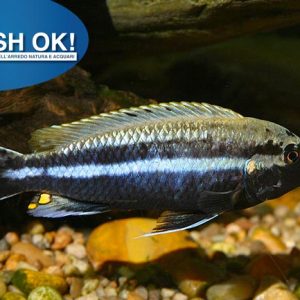 (PTL69178OFF) MELANOCHROMIS AURATUS 5-6cm