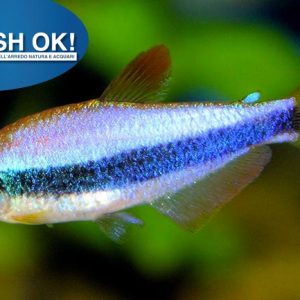 (PTL69259) INPAICHTHYS KERRI BLUE NEON