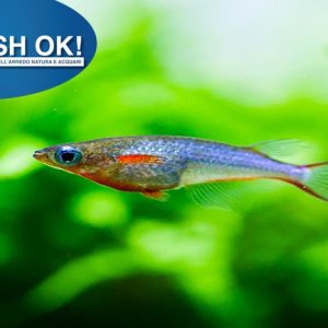 (PTL69375) ORYZIAS WOWORAE – MEDAKA (MANGIA LUMACHE)