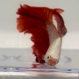 (BT1) BETTA SPLENDENS MASCHIO JAPAN HALFMOON