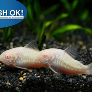 (PTL69805L_KIT) CORYDORAS PALEATUS ALBIN KIT 10 pz.