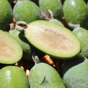 ACCA SELLOWIANA – FEIJOA AUTOFERTILE (VAR. UNIQUE)