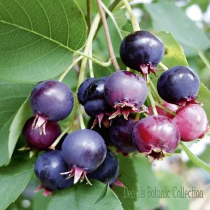 AMELANCHIER CANADENSIS – PERO CORVINO