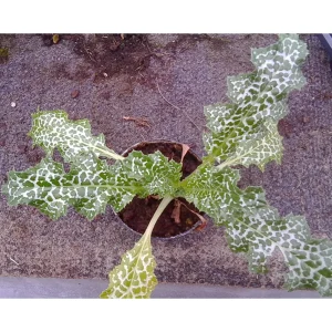 Cardo mariano – Silybum marianum Pianta biologica