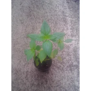 Salvia hispanica – Chia