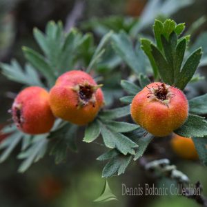 CRATAEGUS TANACETIFOLIA – TANSY-LEAVED THORN (VAR. KONYA)