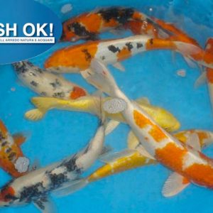 (FWTV212) KARPE KOI MIX COLORS 10-12CM