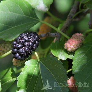 MORUS NIGRA – GELSO NERO