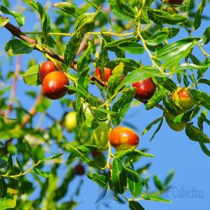 ZIZIPHUS JUJUBA – GIUGGIOLO