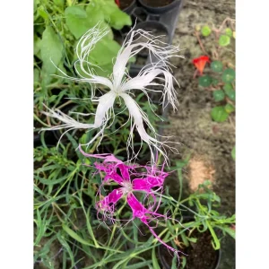Dianthus Chinensis var. Lancinatus “dancing geisha”