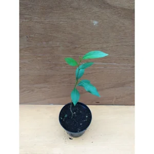 POPULUS BALSAMIFERA – PIOPPO BALSAMICO