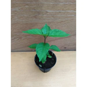 ACHYRANTHES BIDENTATA – NIU XI Pianta biologica