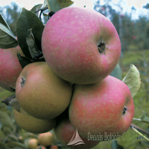MELO (VAR. MAGNANA) – MALUS DOMESTICA