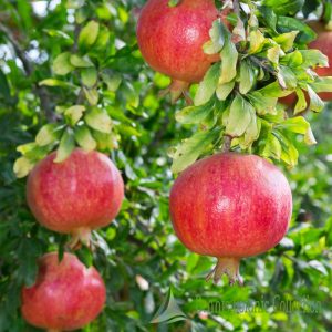 PUNICA GRANATUM – MELOGRANO (VAR. PARFIANKA)