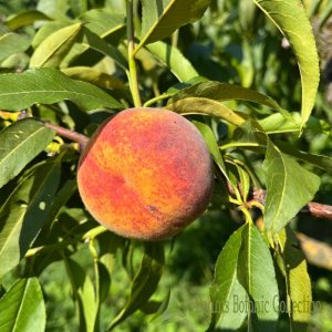 PESCO (VAR. ROBERTA) – PRUNUS PERSICA