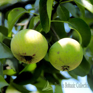 PERO (VAR. TUMIN D’ESTATE) – PYRUS COMMUNIS
