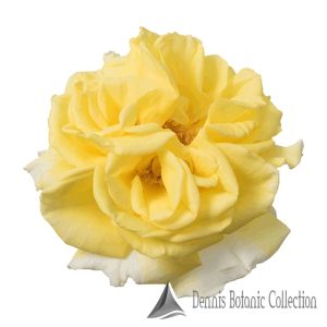 ROSA L. – ROSE EDIBILI (VAR. INCREDIBLE LEMON)