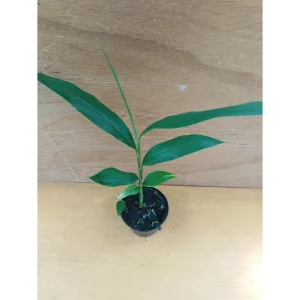 Alpinia Officinarum – Piccola Galanga