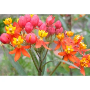 Asclepias curassavica – Molto amata dalle farfalle