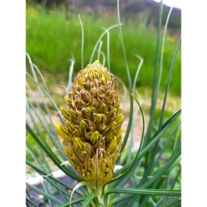ASPHODELINE LUTEA – ASFODELO GIALLO pianta biologica