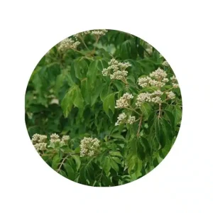 Piante mellifere: Evodia Tetradium Danielii, 5-10cm albero del miele