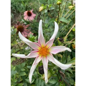 Dalia Fragile – Ornamentale