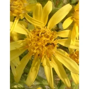 Inula viscosa – Dittrichia viscosa