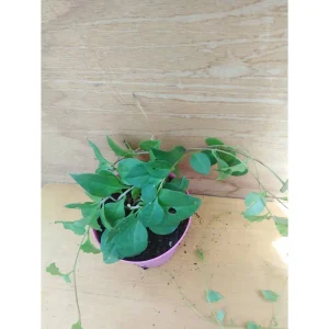 Anredera cordifolia – Vite di Madeira