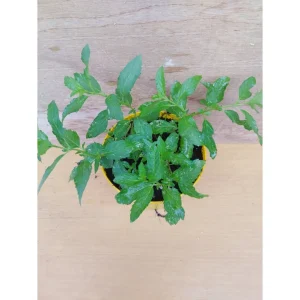 MENTA GIAPPONESE – Mentha arvensis v. piperascens