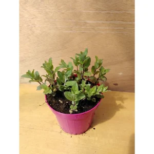MENTA SPAGNOLA – Mentha species Dionysos Pianta biologica