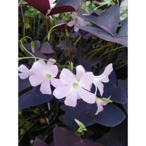 Oxalis triangularis ssp. triangularis – Acetosa brasiliana Pianta biologica