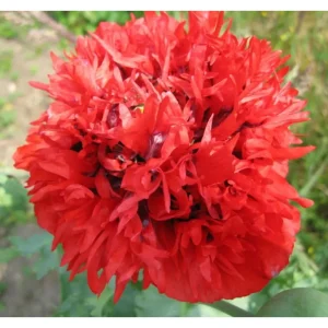Papaver red peony – papavero peonia rosso