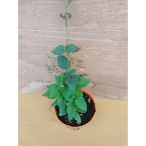 Scrophularia nodosa – Per le api – Pianta medicinale medievale Pianta biologica