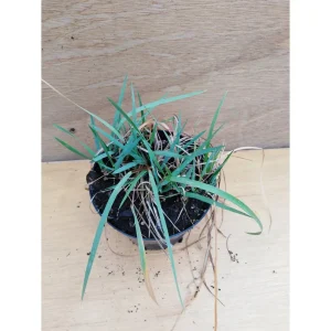 Hierocchloe odorata – Sweet grass pianta biologica