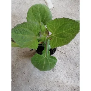 YACON – Smallanthus sonchifolius Pianta biologica